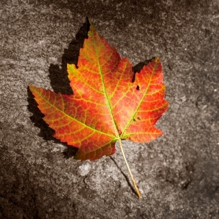 Posterize Leaf on Rock