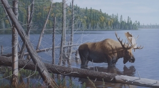 Prime Time - Bull Moose