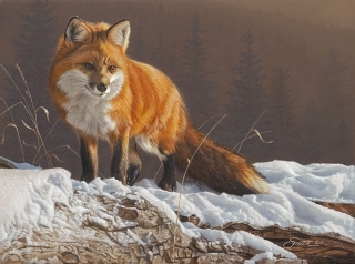 Radiant  -  Red Fox