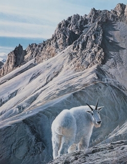 Ramparts Moutain Goats
