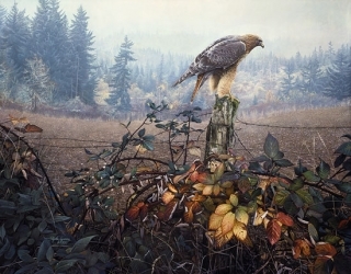 Raptors Watch
