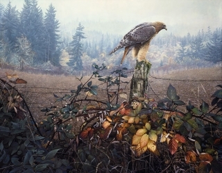 Raptors Watch