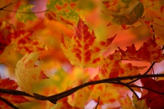 Red Leaves