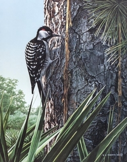 Red Cockaded -  Woodpecker