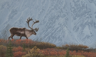 Ridge Runner - Caribou