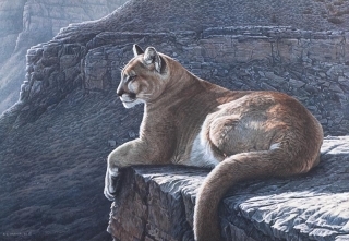 Rimrock  Cougar