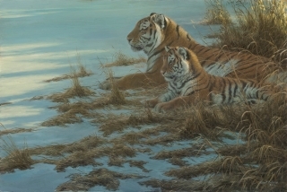 Siberian Clearing - Mother and Cub