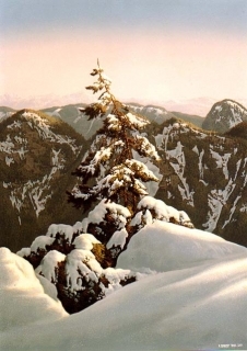 Pine Summit