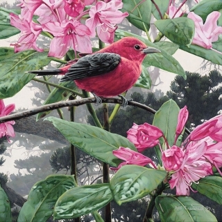 Scarlet Tanager