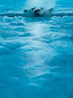 Polar Lookout