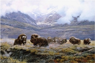 Autumn Thunder - Muskoxen