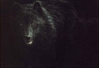 Black Wolf - North American Wilderness