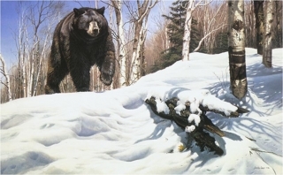 Breaking Cover - Black Bear