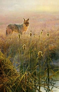 Dawn on the Marsh - Coyote