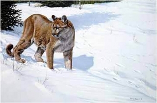 First Tracks - Cougar