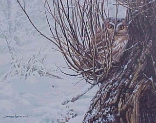 Hiding Place - Saw-Whet Owl