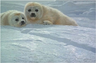 Ice Companions - Harp Seal Pups