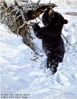 In Deep - Black Bear Cub