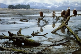 Low Tide - Bald Eagles