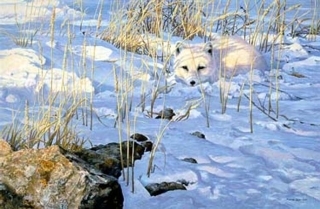 Lying in Wait - Arctic Fox