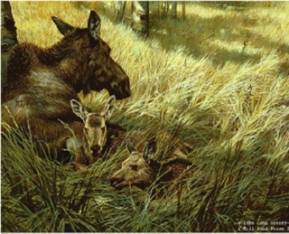 Northwoods Family - Moose