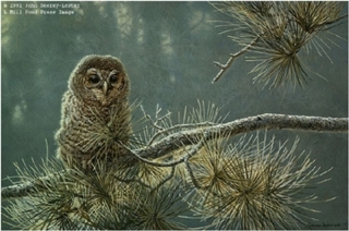 Out on a Limb - Young Barred Owl