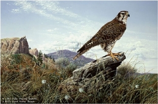 Plains Hunter - Prairie Falcon