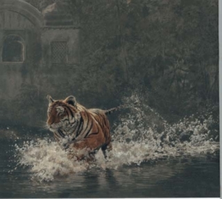 Rajbagh Run - Tiger