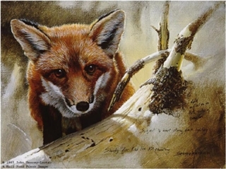 Red Fox Kit Study