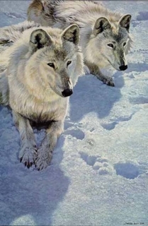 Sisters - Arctic Wolves