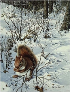 Snowy Excursion - Red Squirrel