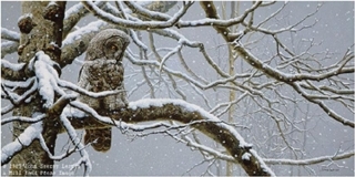 Snowy Watch - Great Gray Owl