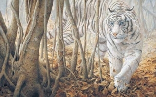 Softly -Softly - White Tiger