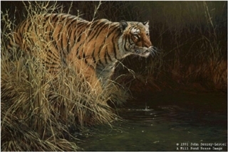 Something Stirred - Bengal Tiger