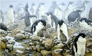 Spring Flurry - Adelie Penguins