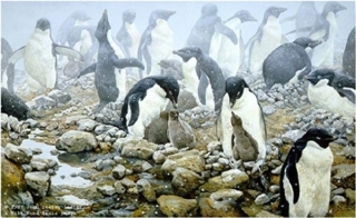 Spring Flurry - Adelie Penguins