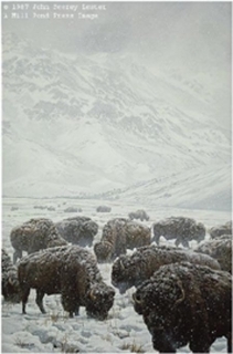 Winter Grazing - Bison