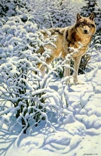 Winter Spirit - Gray Wolf