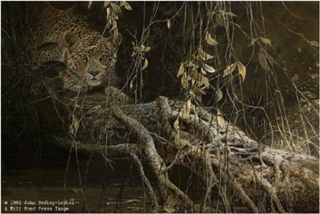 Young Predator - Leopard Cub