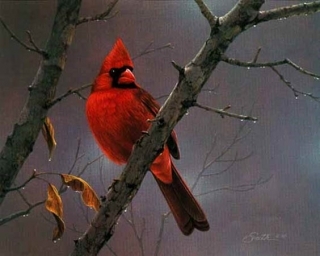 Hot  Shot  Cardinal