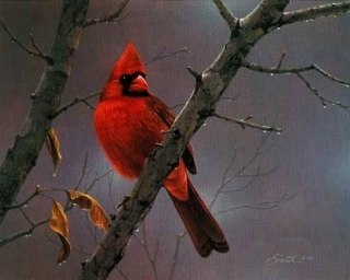 Hot  Shot  Cardinal