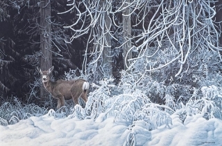 Snow Palace - Mule Deer