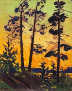 Pine Trees at Sunset