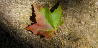 Transition Leaf