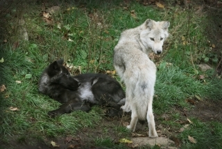 Two HF Wolves