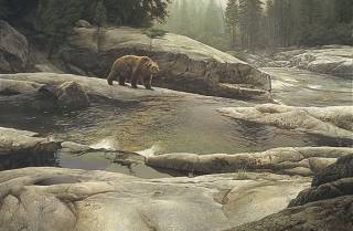 Uzumati Great Bear of Yosemite