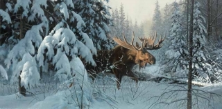 Winter Woods - Bull Moose