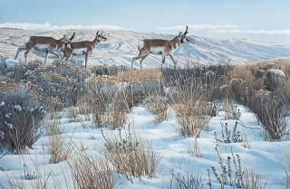 Walking the Ridge - Pronghorn Antelope
