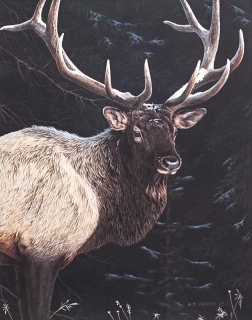 Wapiti Portrait