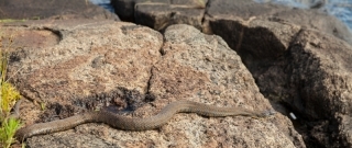 Water Snake